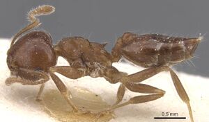 Crematogaster teranishii casent0912645 p 1 high.jpg