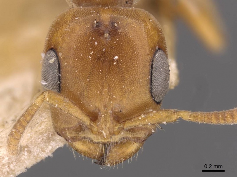 File:Pseudomyrmex mordax casent0907496 h 1 high.jpg