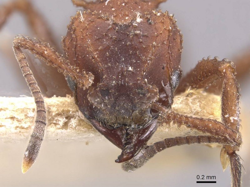 File:Trachymyrmex tucumanus casent0909391 h 1 high.jpg