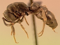 Camponotus cervicalis gaullei casent0004096 profile 1.jpg