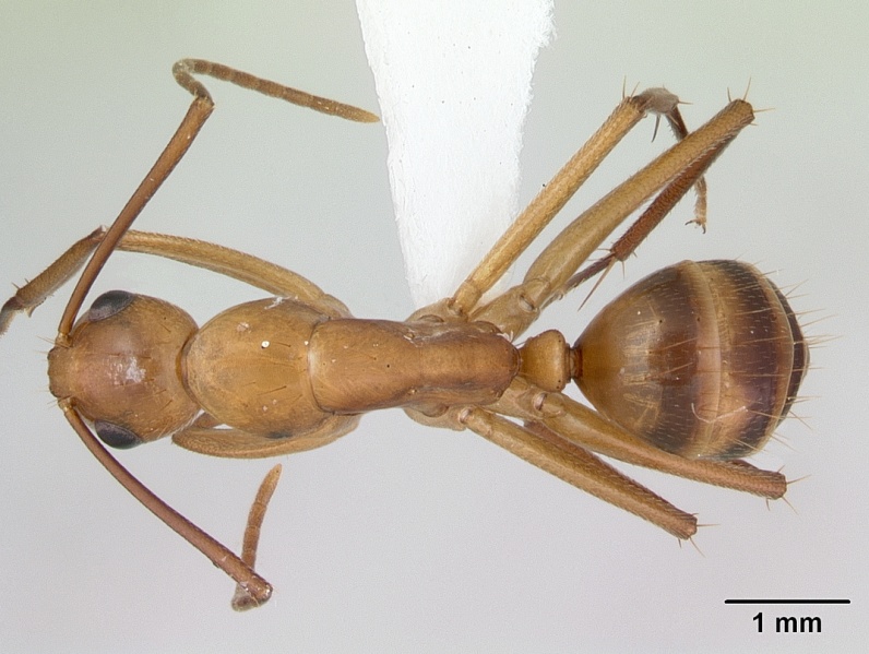 File:Camponotus conspicuus zonatus casent0173226 dorsal 1.jpg