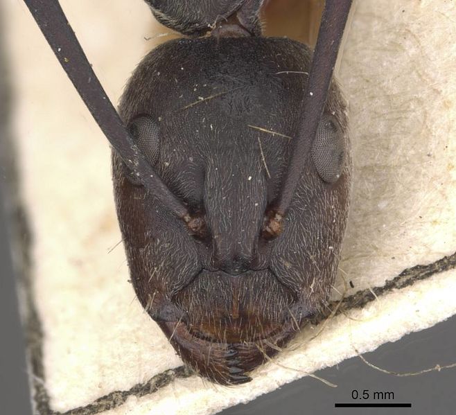 File:Camponotus eugeniae amplior casent0910318 h 1 high.jpg