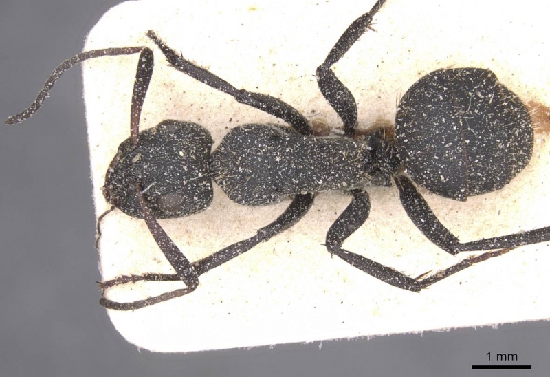 File:Camponotus perrisii casent0911853 d 1 high.jpg
