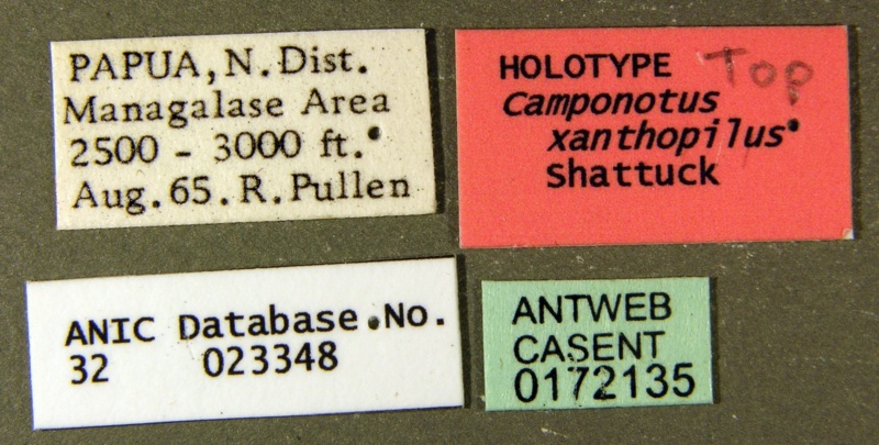 File:Camponotus xanthopilus casent0172135 label 1.jpg