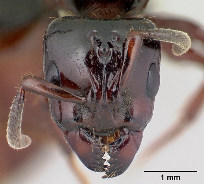 File:Centromyrmex bequaerti casent0066957 head 1.jpg