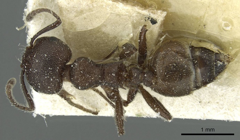 File:Crematogaster amabilis casent0912639 d 1 high.jpg