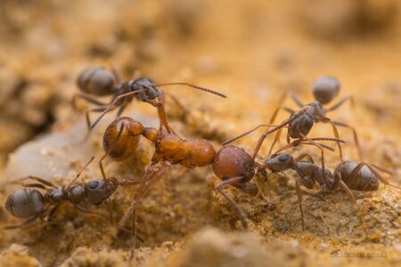 Especie de hormiga Manica rubida - ANTCUBE