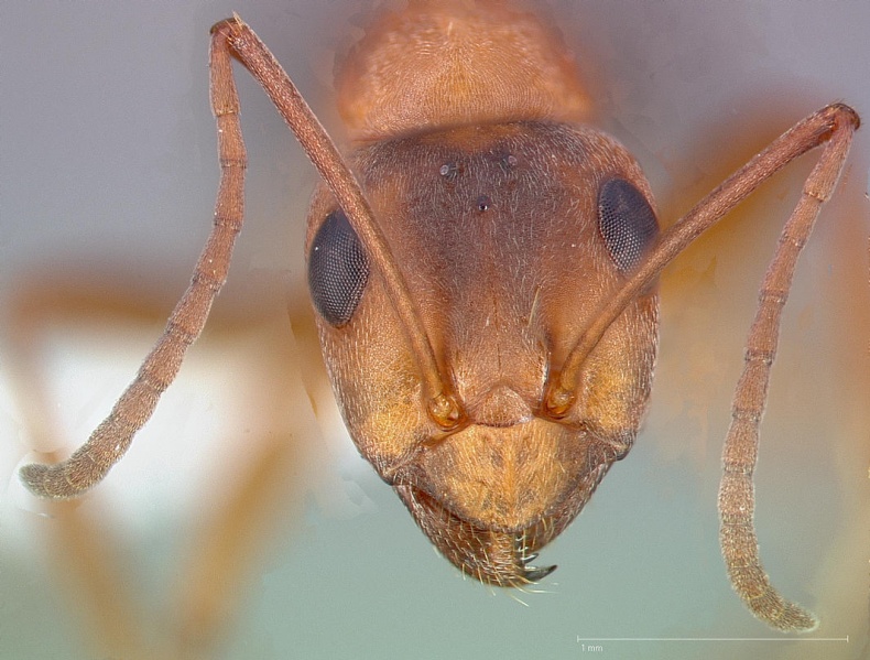 File:Formica moki casent0005369 head 1.jpg