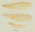 Leptomyrmex fragilis castype06954-02 dorsal 2.jpg