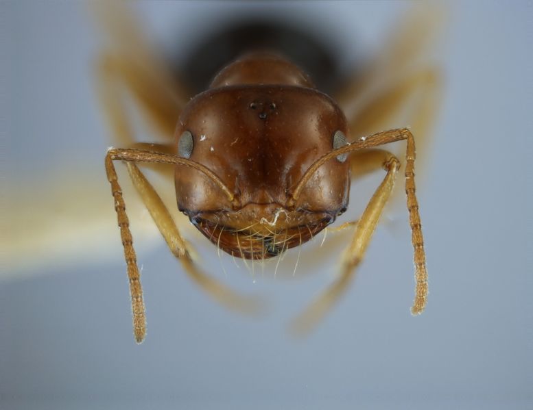 File:Melophorus perthensis syntype head MCZC 23042.jpg