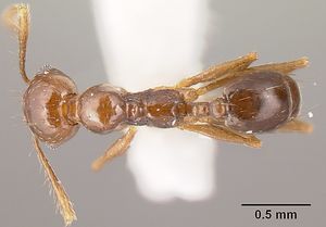 Pheidole anima casent0610102 d 1 high.jpg