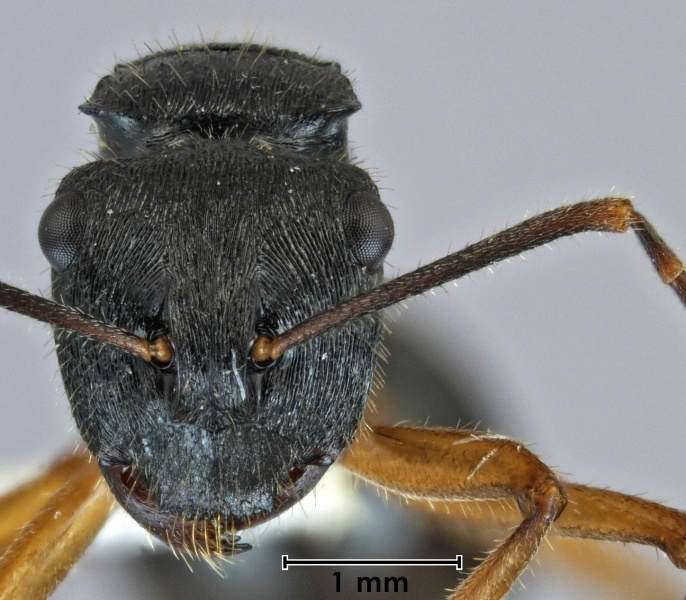 File:Polyrhachis bispinosa head.jpg