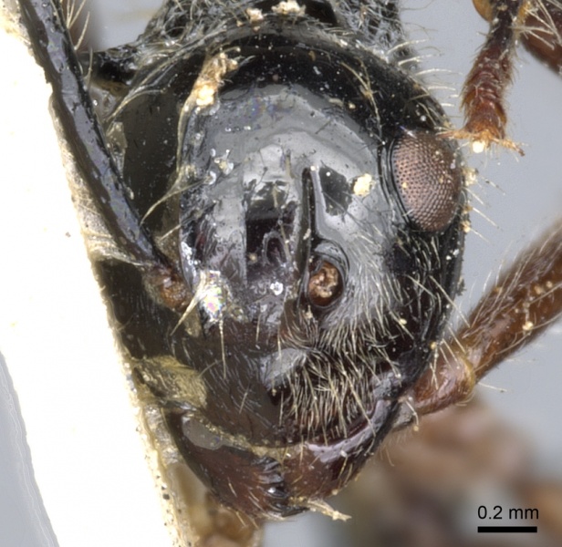 File:Polyrhachis furcata casent0903376 h 1 high.jpg