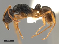 Rhytidoponera-insularis-Paratype-MCZ001L.jpg