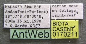 Technomyrmex anterops casent0170211 label 1.jpg