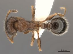 Tetramorium akermani D casent0100792.jpg