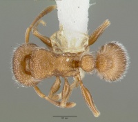 Tetramorium talpa castype12544 dorsal 1.jpg