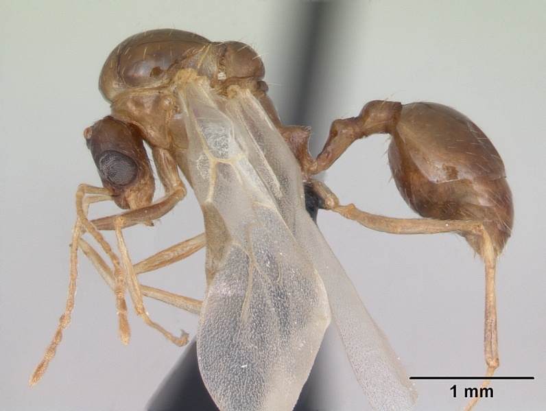 File:Aphaenogaster subterranea casent0173579 profile 1.jpg