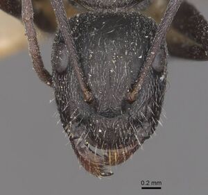 Camponotus aeneopilosus casent0910363 h 1 high.jpg
