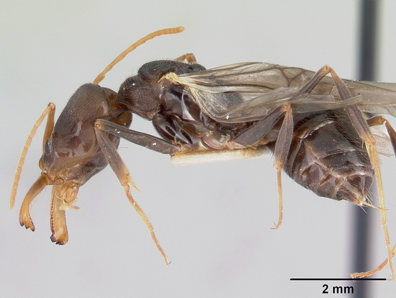 File:Odontomachus troglodytes casent0178264 profile 1.jpg