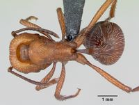 Pogonomyrmex pencosensis casent0172682 d 1 high.jpg