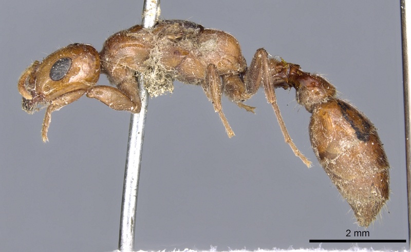 File:Pseudomyrmex concolor casent0902882 p 1 high.jpg