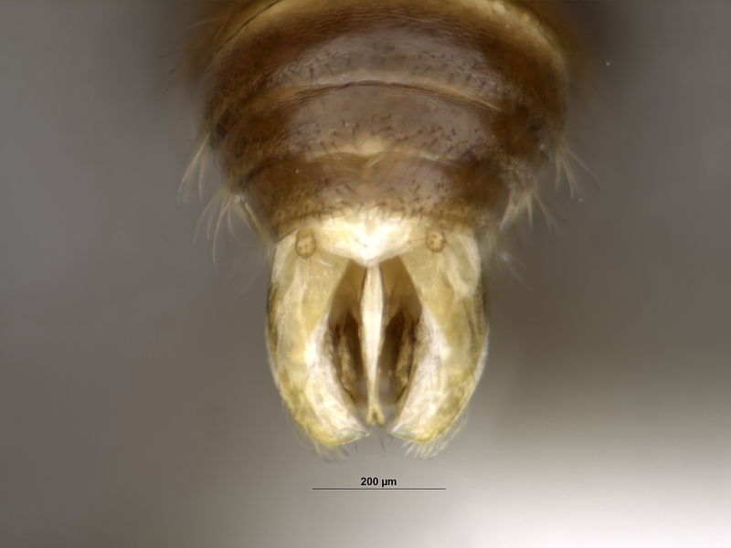 File:Romblonella longinoi male genetalia 1 (David General).jpg