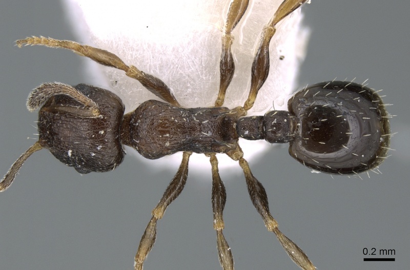 File:Temnothorax spinosior casent0906180 d 1 high.jpg