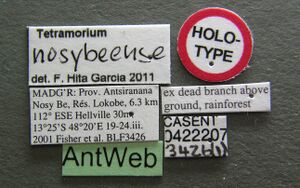 Tetramorium nosybe casent0422207 l 1 high.jpg