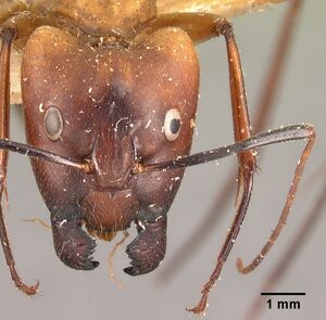 Camponotus cervicalis casent0101704 head 1.jpg