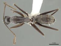 Camponotus stefani casent0915772 d 1 high.jpg