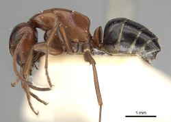 Camponotus vogti casent0249881 p 1 high.jpg