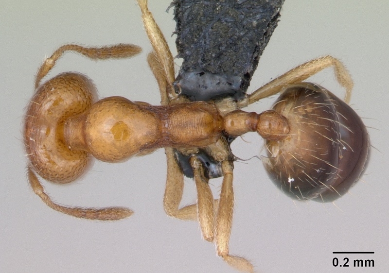 File:Monomorium destructor casent0481865 dorsal 1.jpg