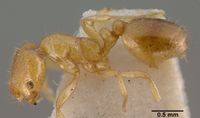 Monomorium occidaneum casent0008621 p 1 high.jpg