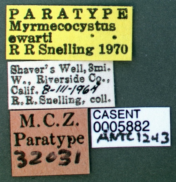 File:Myrmecocystus ewarti casent0005882 label 1.jpg