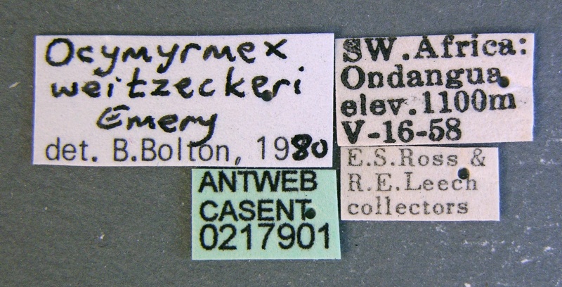 File:Ocymyrmex weitzeckeri casent0217901 l 1 high.jpg