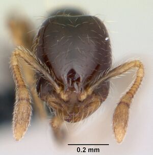 Solenopsis mameti casent0060219 head 1.jpg