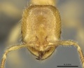 Solenopsis punctaticeps