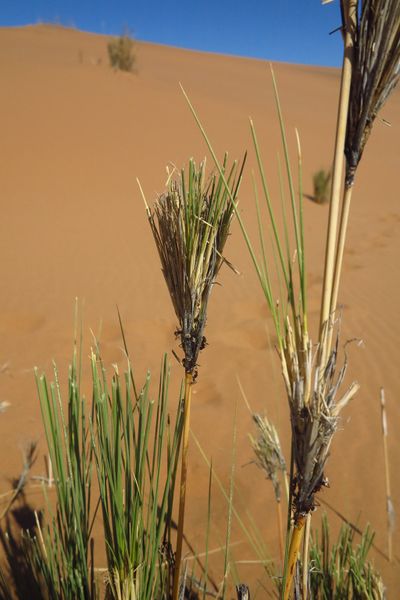 File:Camponotus detritus dune+ scale Stipagrostis Peeters.jpg