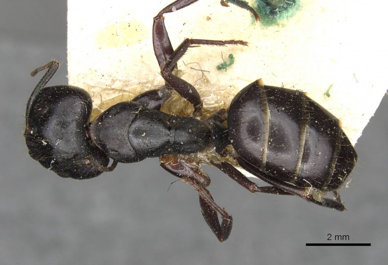 File:Camponotus socrates casent0910263 d 1 high.jpg