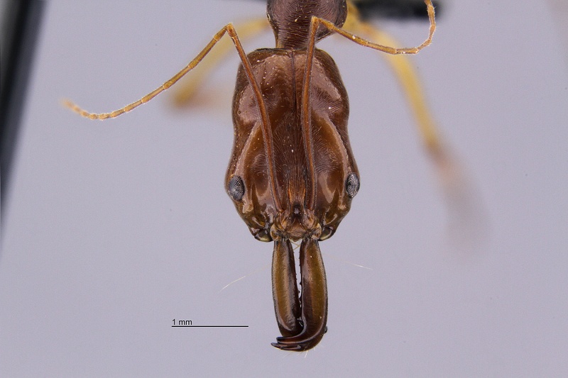 File:MCZ Odontomachus rixosus hef1 6.jpg