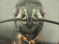 Polyrhachis manni HUMCZ001H.jpg