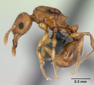 Tetramorium cognatum casent0136756 profile 1.jpg