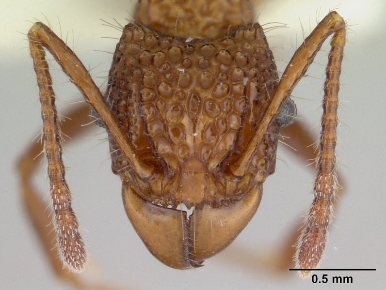 File:Acanthomyrmex basispinosus casent0178575 head 1.jpg