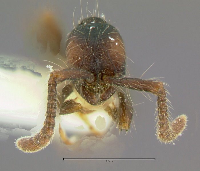 File:Aenictus-aratusH5x.jpg