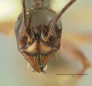 Aphaenogaster quadrispina hef.jpg