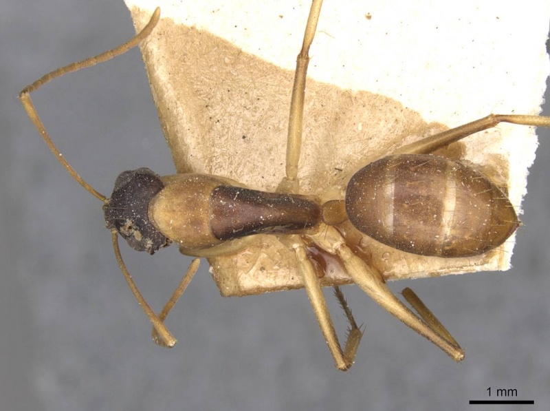 File:Camponotus discors casent0910291 d 1 high.jpg