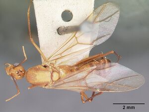 Camponotus hova casent0104637 dorsal 1.jpg