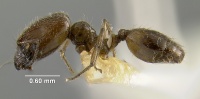 MCZ-ENT00017006 Pheidole longiceps hal.jpg