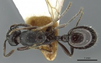 Myrmica petita casent0913074 d 1 high.jpg